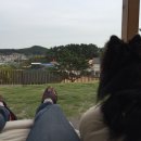 애견민박 멍집 | 태안 애견펜션 멍집에서 힐링하기! - 짜장이와 태안여행 1일차