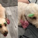 내 강아지 미용실 이미지