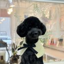 까까몽 | 부개동 애견미용 | 푸들 테디베어 1cm미용 까까몽 후기