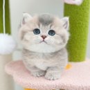 인천 강아지분양 고양이분양 미유펫 이미지