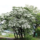 신천리-2 이미지