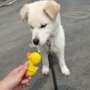 용인시 동물보호센터 이미지