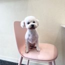 비비펫살롱 이미지