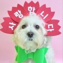 알로하 강아지유치원 호텔 이미지