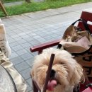 부천핫독 이미지