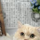 미니마니몽 | 미니마니몽 고객 만족도 높은 곳으로 유명해요