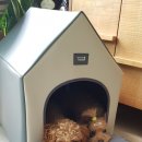 에브리데이 펫 이미지