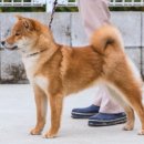 시바견 전문 가도켄넬 이미지