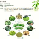 【뽕뽕이 이벤트】★보생 죽엽 붕어 엑기스 2차 이벤트★