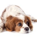 강북24시 N동물의료센터 이미지