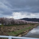 하방천변길 | 실시간 충주 하방마을 벚꽃 명소 데이트