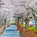 황매산 벚꽃길 이미지