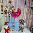 미미네 애견미용실 이미지