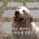 [EBS 세상에 나쁜 개는 없다]&#34;지금까지 나온 반려견중 가장 착하고 문제가 없는 반려견입니다.&#34; 보호자 역할이 중요! 이미지