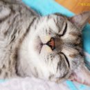 앵두동물약국 이미지