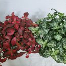 레드스타 이미지