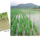장흥 안효근 쌀농장 이미지