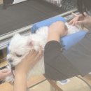 동물병원 산책 | [응암동 동물병원] 동물병원 산책｜고주파, 침 재활치료 후기