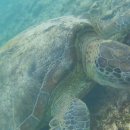 거북이 카카오 검색결과