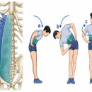 측만증(Scoliosis)·좌골신경통의 핵심! 이미지