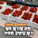 농산물판매장 | 청주 딸기밭 추천, 가덕면 강반장딸기 구매 솔직 내돈내산 후기, 딸기체험도 가능