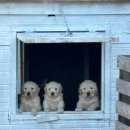 스테이 계림 이미지