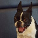 착한퍼피 이미지