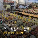춘자농장 | 원주 다육이 구입 후기, 잎꽂이로 키운 춘자네 다육이
