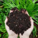 도시농부의 자원순환 텃밭농사 | #2. 버미콤포스트와 분변토 – 지렁이가 주는 최고의 선물