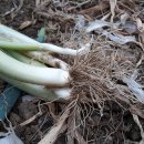 영롱농장 이미지