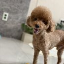 향기나는 강아지 이미지