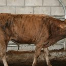 소치농장 이미지