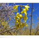 살구꽃공원 이미지