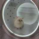 캣케밍 네이버블로그