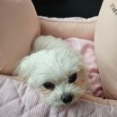 수호동물병원 | 송도 인천동물심장내과, 초진 다녀온 후기!
