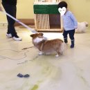 에이펫(A-PET) 이미지