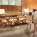 하늘목장 이미지