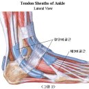 비골근(Peroneal Muscle) ; 월간 클리어 2007년 8월호&#34; 연재 (連載)글 이미지