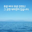 털보애견