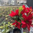 화서 다이소 | 다이소 크리스마스 장식용품 후기 : 포인세티아, 산타걸이, 어드벤트 캘린더