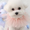 섬댕 강아지 미용실 이미지