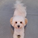 루이앤독 이미지