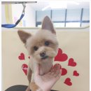 굿데이멍 이미지