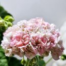 미미&코코 이미지