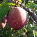 대석농장 이미지