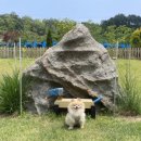 러스틱문 이미지