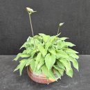 Hosta ghost spirit(고스트 스피릿, 유령 ) 이미지