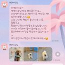 댕댕미용실 / 도그마캣 | 배곧 애견미용실 도그마캣 댕댕 미용실 시흥 애견미용 잘하는 곳