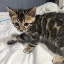 이쁜포리 이미지