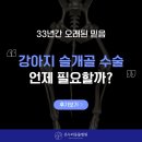 순천우리병원 | 순천 동물병원 강아지 슬개골 탈구 수술 후기